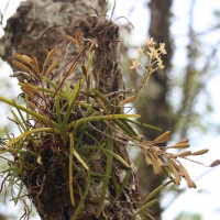 Vanda testacea (Lindl.) Rchb.f.